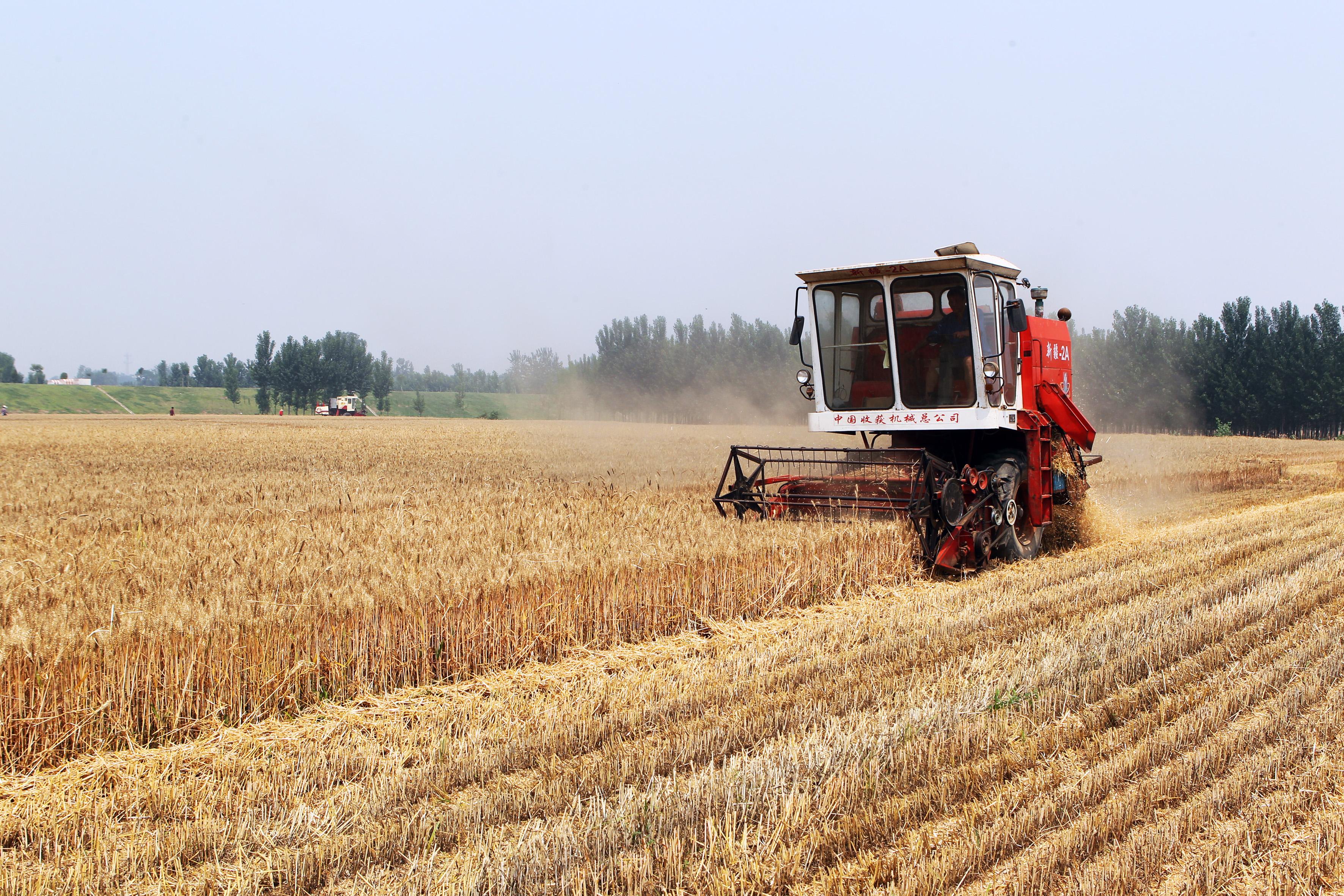 收获小麦的季节到了，你们那收了吗？